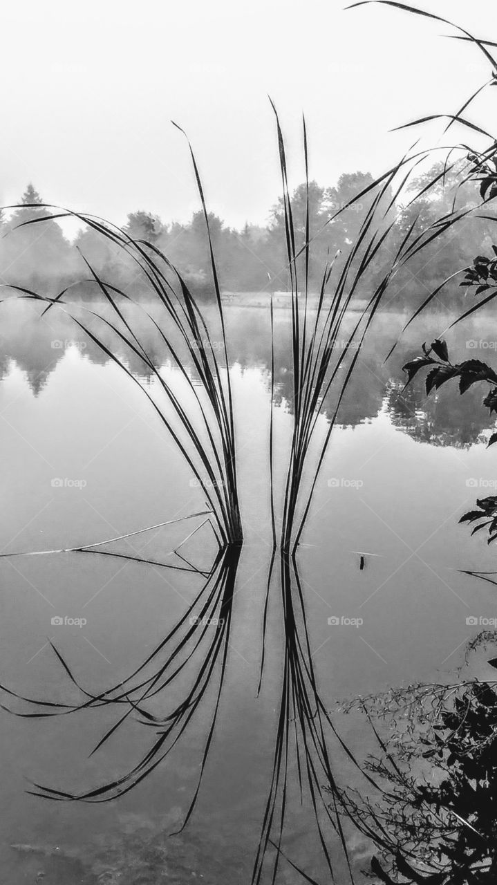 reeds black and white