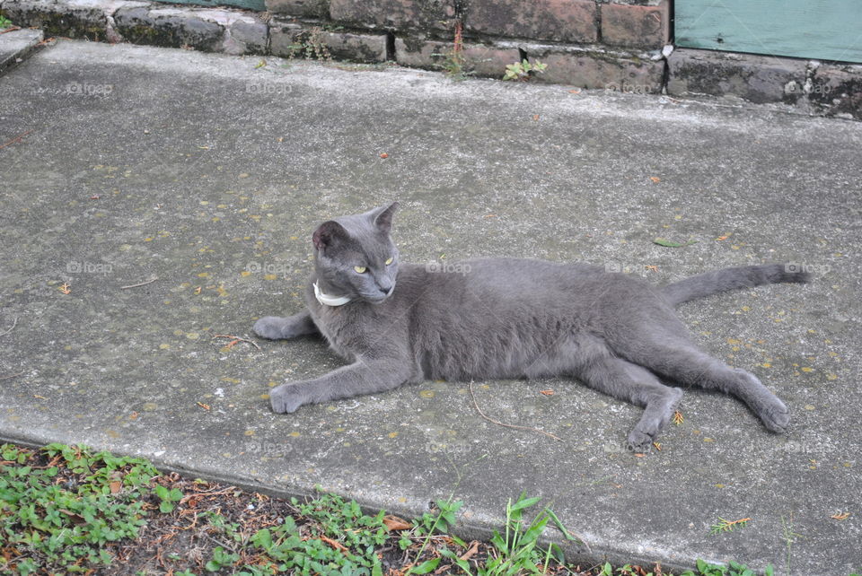 A grey cat laying on the street