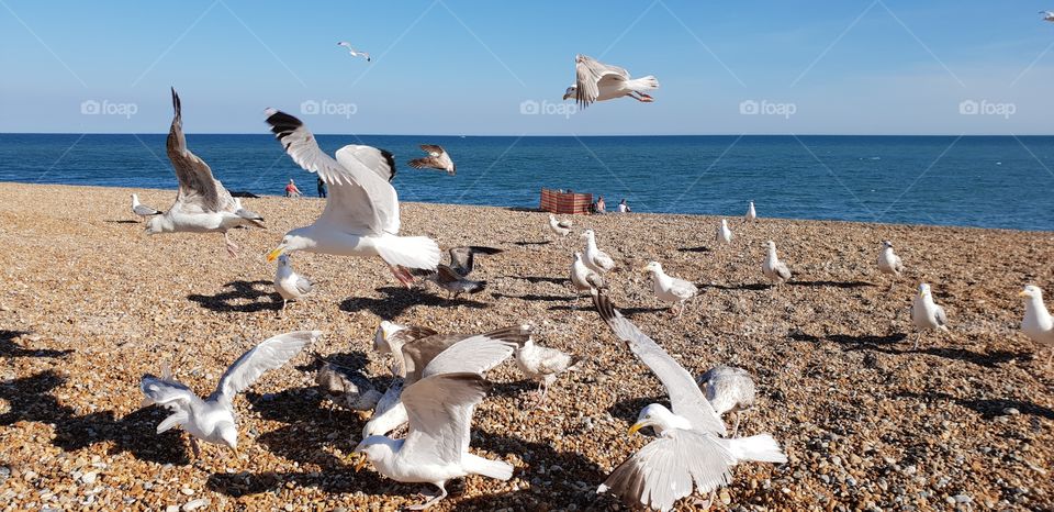 Seagulls