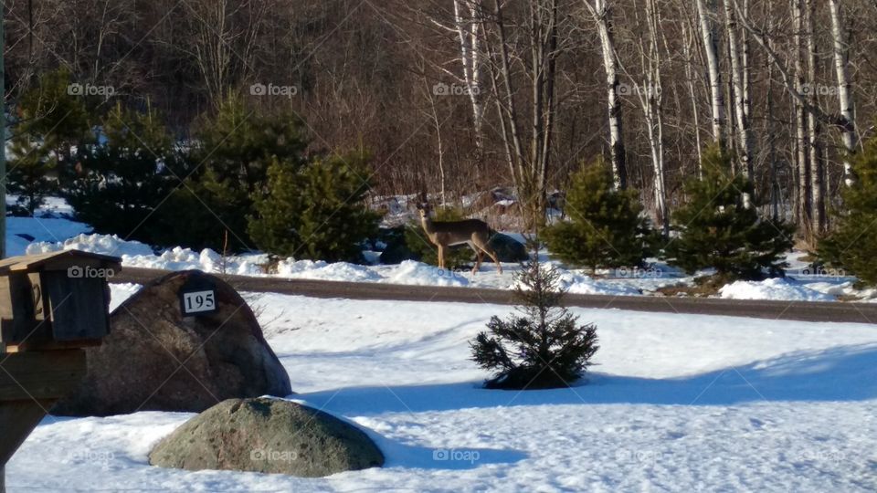 spring is here. the deer are out eating. they are so casual about hanging out in someone's yard.