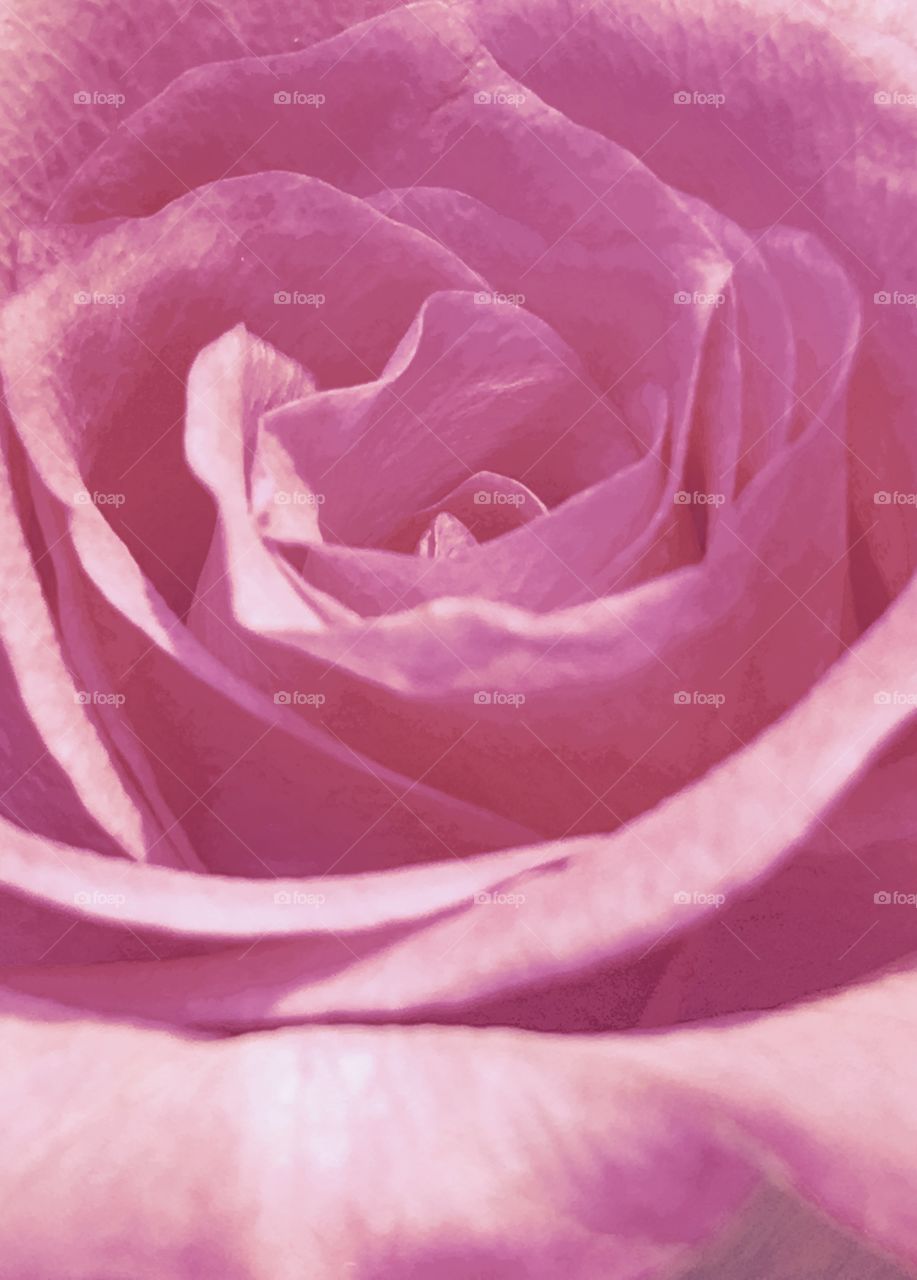 Pale pink rose, close up photo of petal bloom