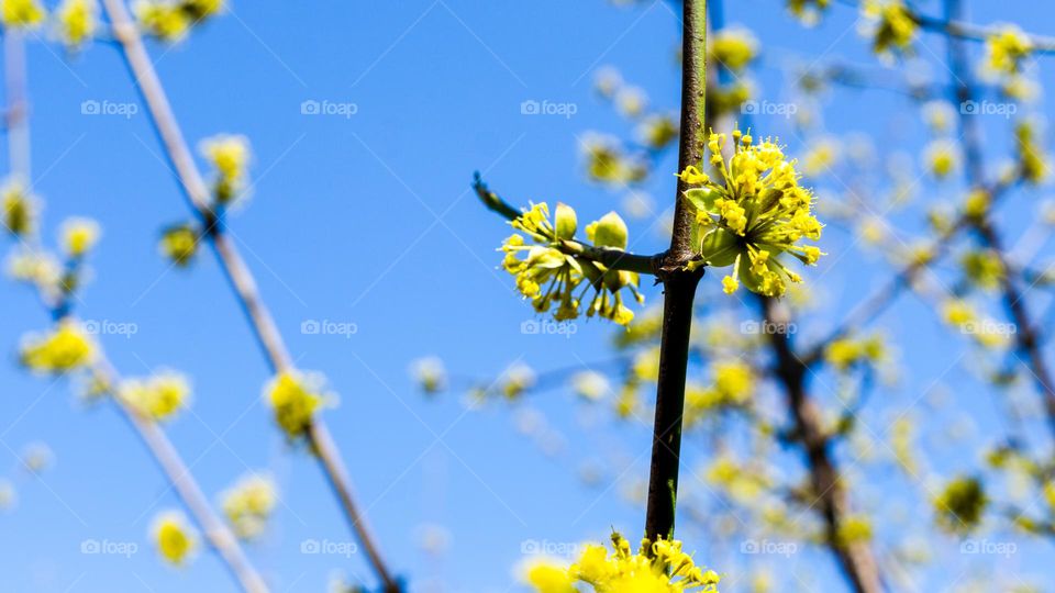 Blue and yellow, springtime, natural background 