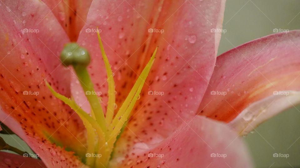 pink lily closed up 