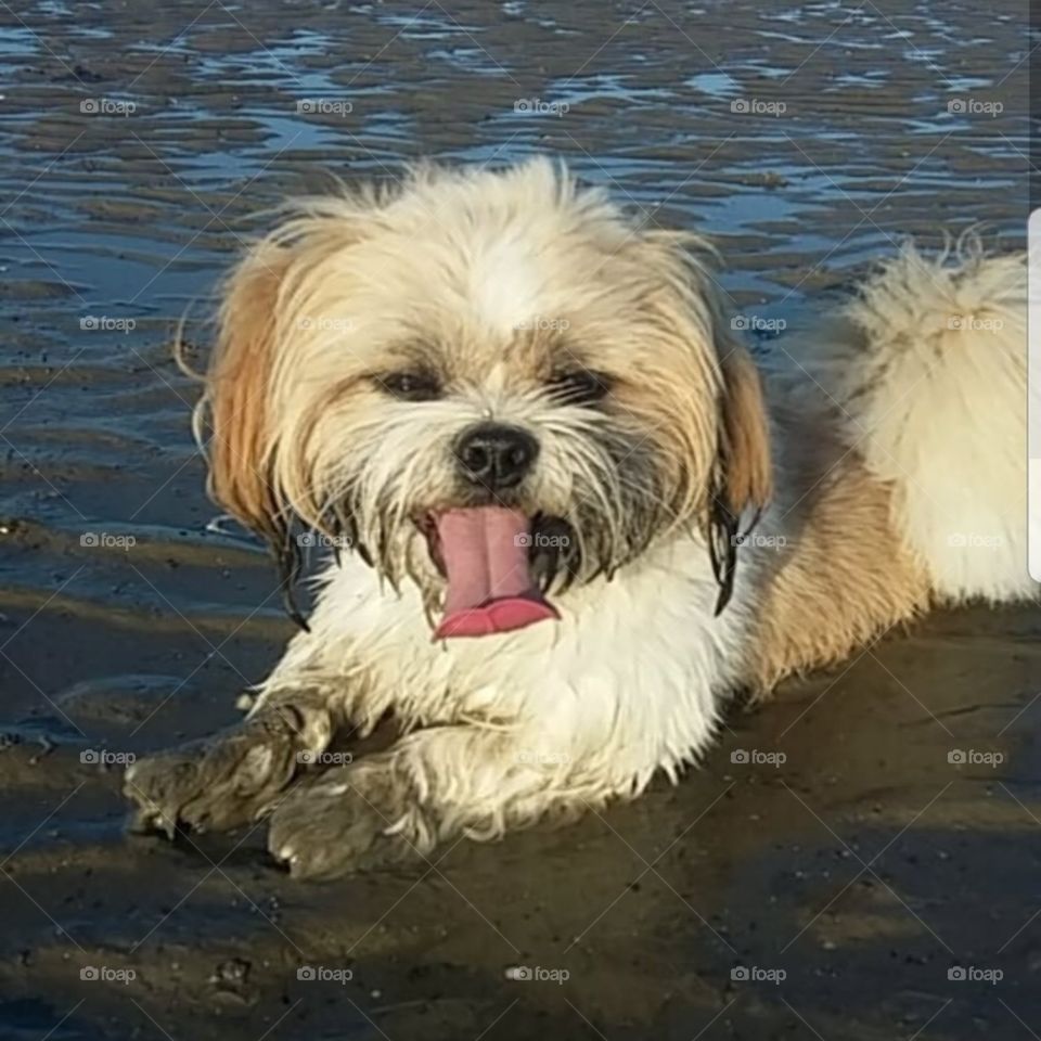 Charlie on the beach
