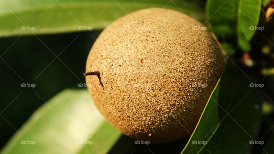 Delicious Asian Fruit