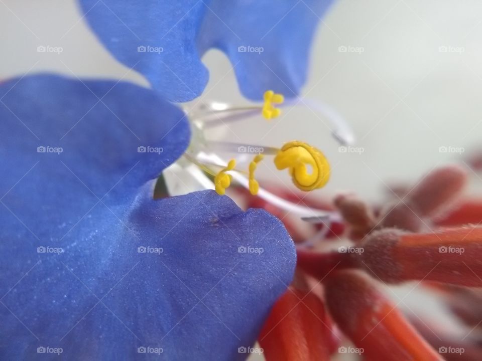 flor
azul