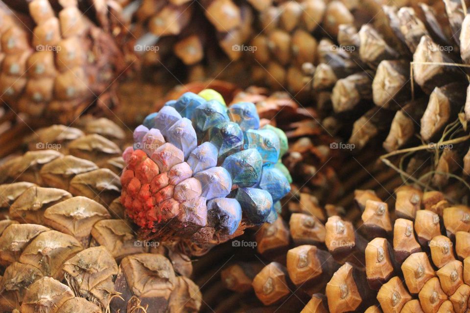 A rainbow pinecone, standing out amongst the rest, wondering; does it belong here?