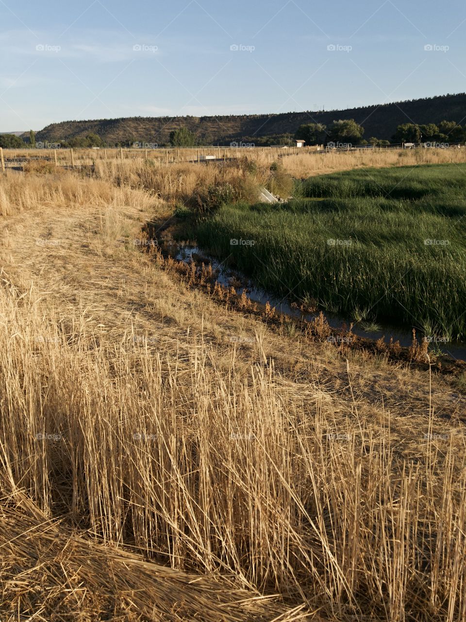 A lush green field amid dried reeds in a wildlife park outside of Prineville in Central Oregon on a beautiful fall evening. 