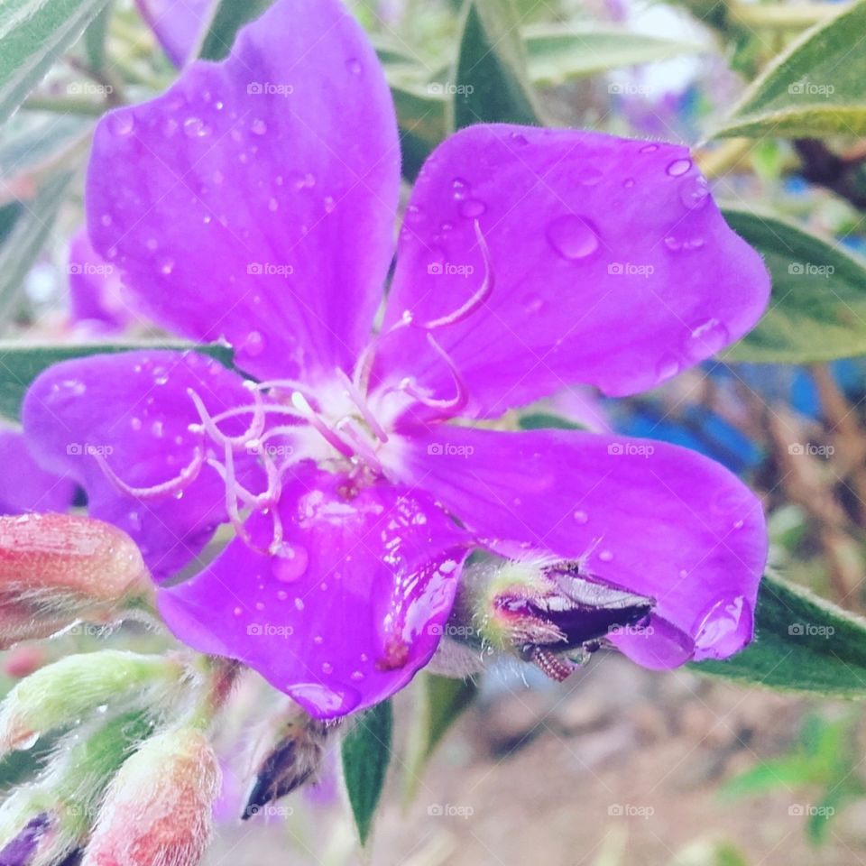 flor de verao cor lilas