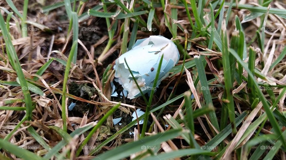 a hatched robin's egg in the grass