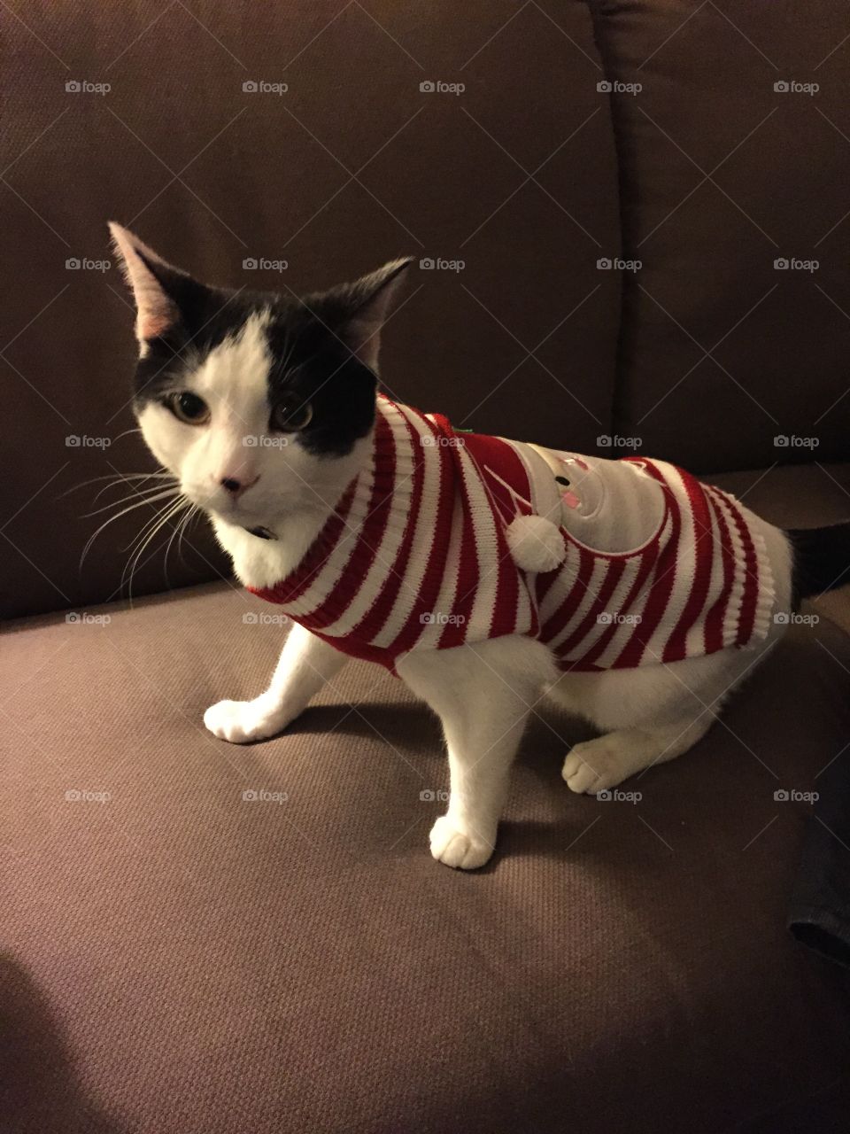 Festive cat in a xmas sweater 