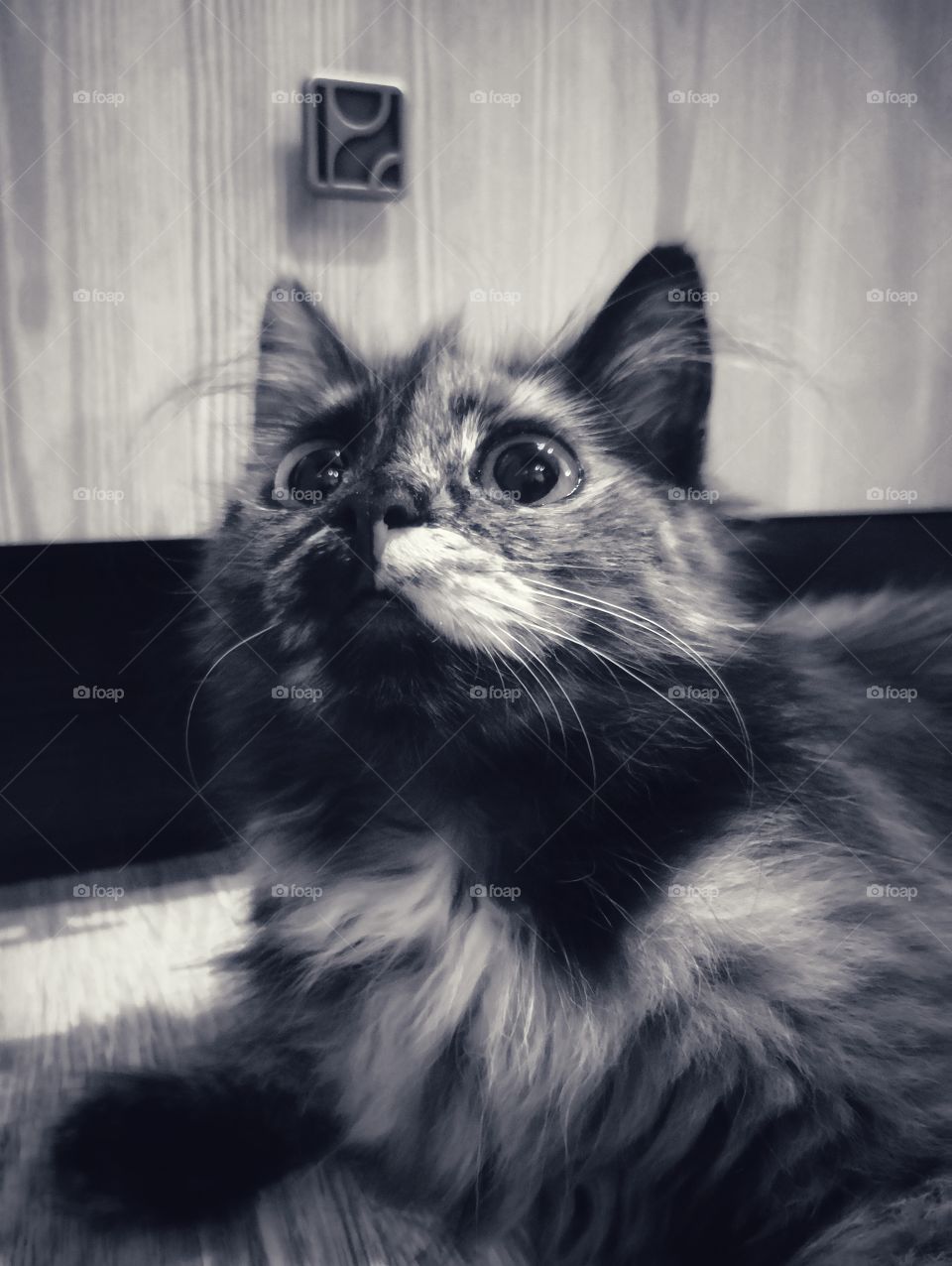 Black and white portrait of the kitty