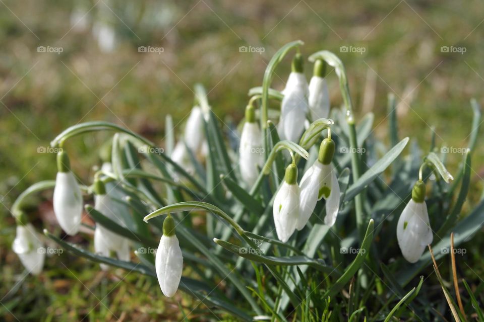 Snowdrops on a sunny morning after rain 