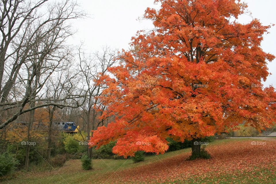 Fall foliage