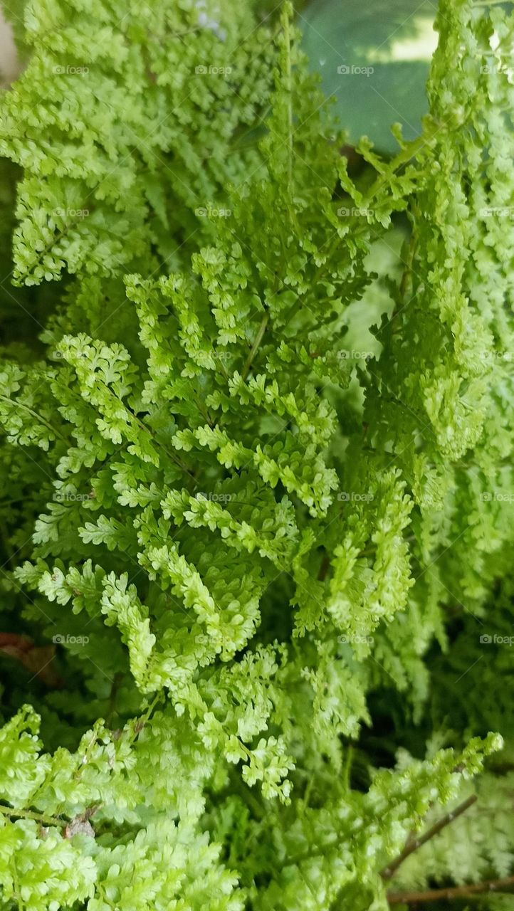 best indoor plant, the ferns are a group of vascular plants, they don't have seeds nor flowers