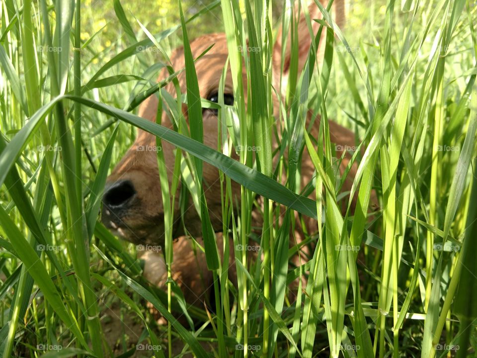 Jersey calf lurking in lush rye grass
