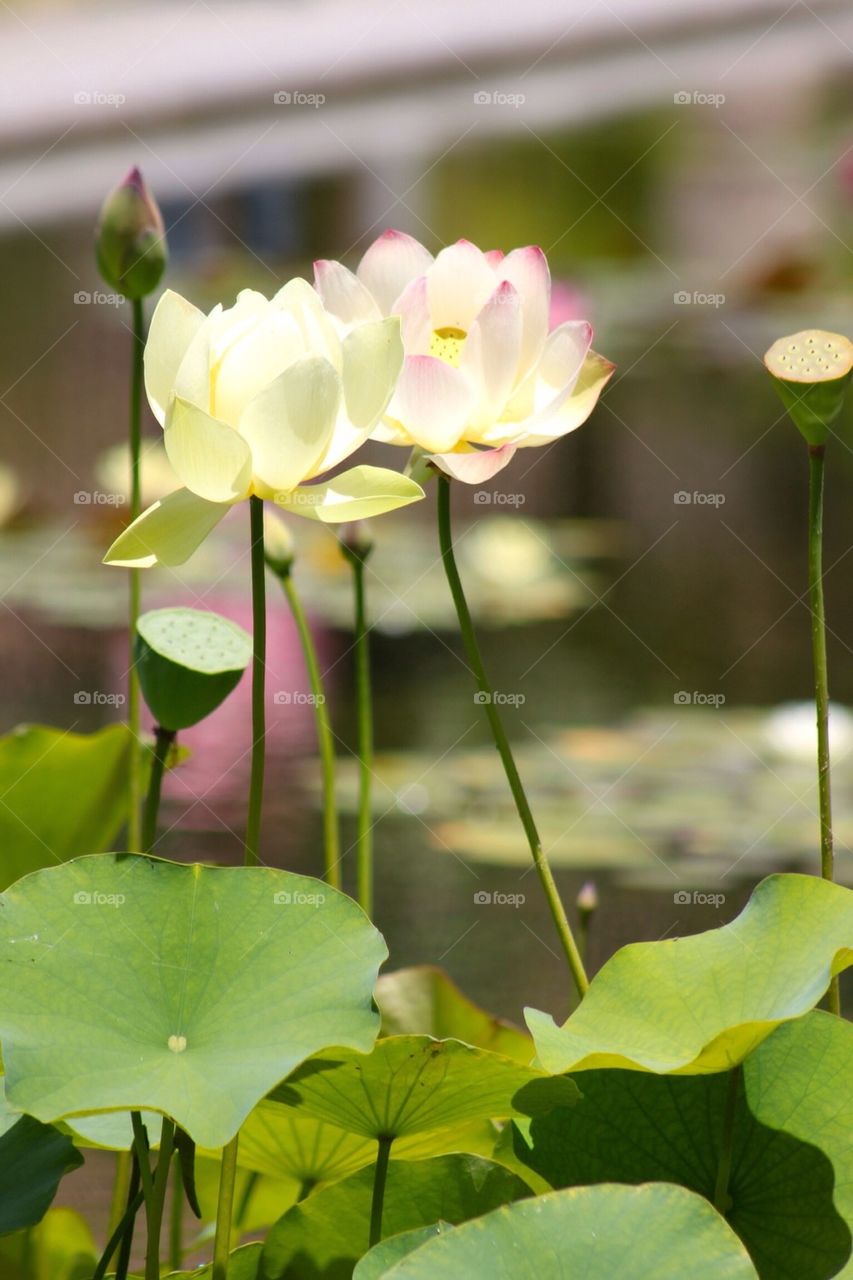 Balboa water lilies