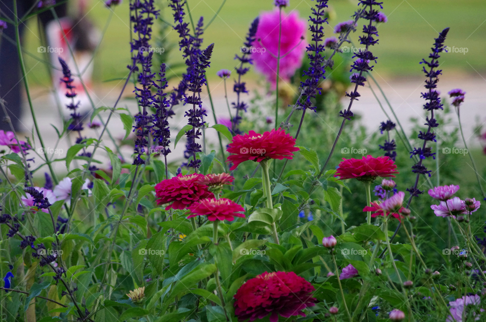 Summer flower garden