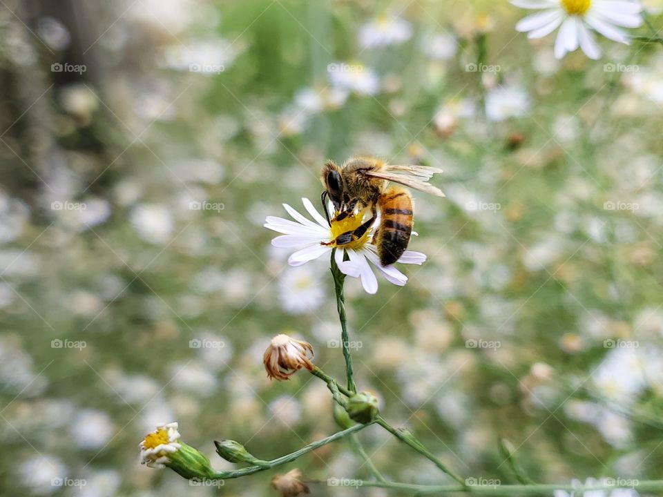 Bee pollinating wild daisy