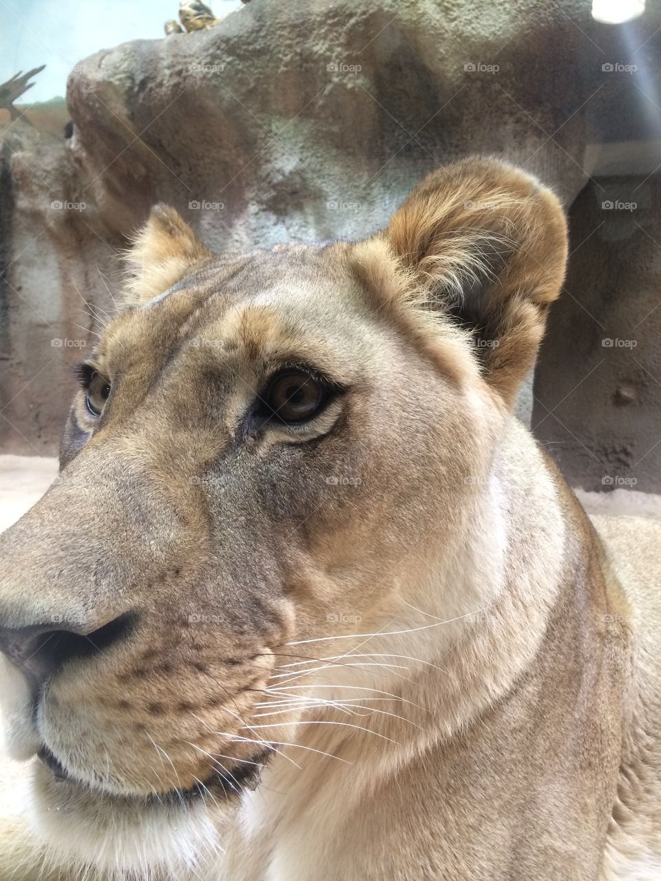 Lions eye. Taken at Potter Park Zoo in Lansing, MI