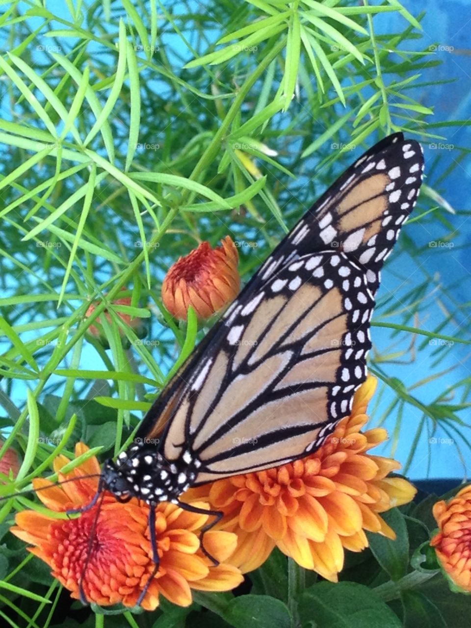 Monarch Butterfly on Flower 