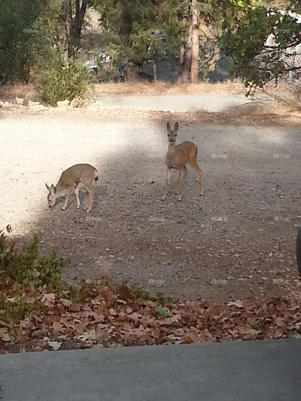 Deer foraging.
