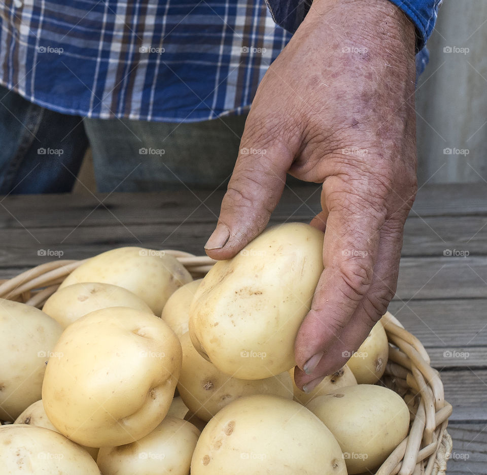 Man's hand holding a potato.