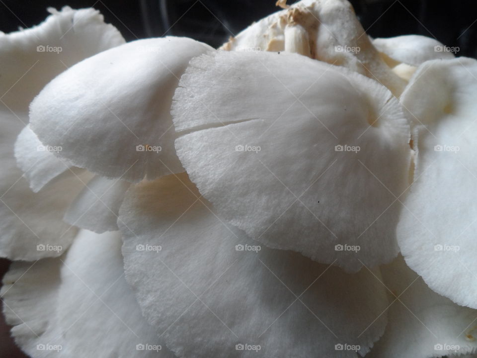 " Oyster mushroom "
Many food creations made from oyster mushrooms.
Can be sauteed.
Can be made crispy mushrooms.
Can be made pepes.
Can be made meatballs bulb.
Can be made mushroom satay.
All can be creative ...