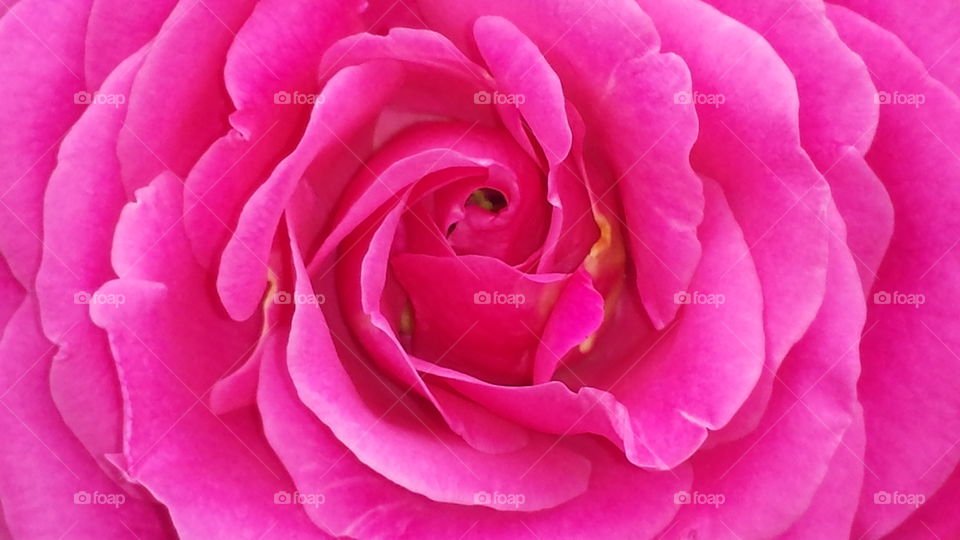 Pink rose