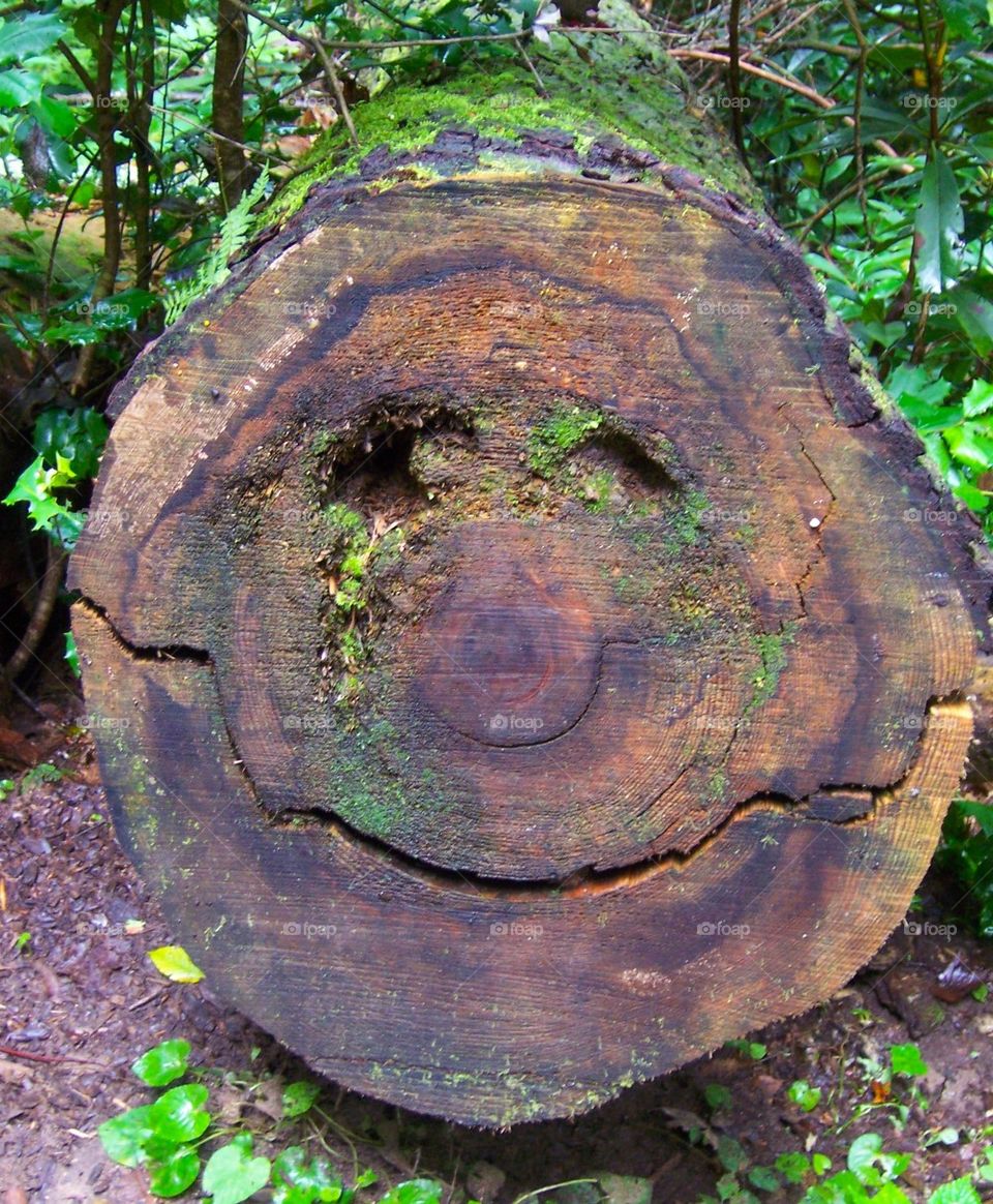 Smiling log
