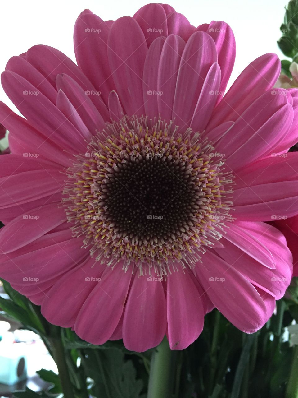 Surprise flowers 
Gerbera daisy