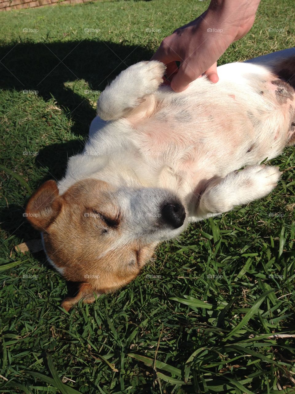 Puppy belly rubs in the sun 