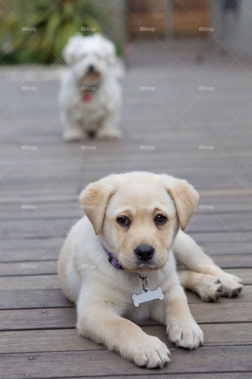 puppy relaxing retriever labrador by splicanka