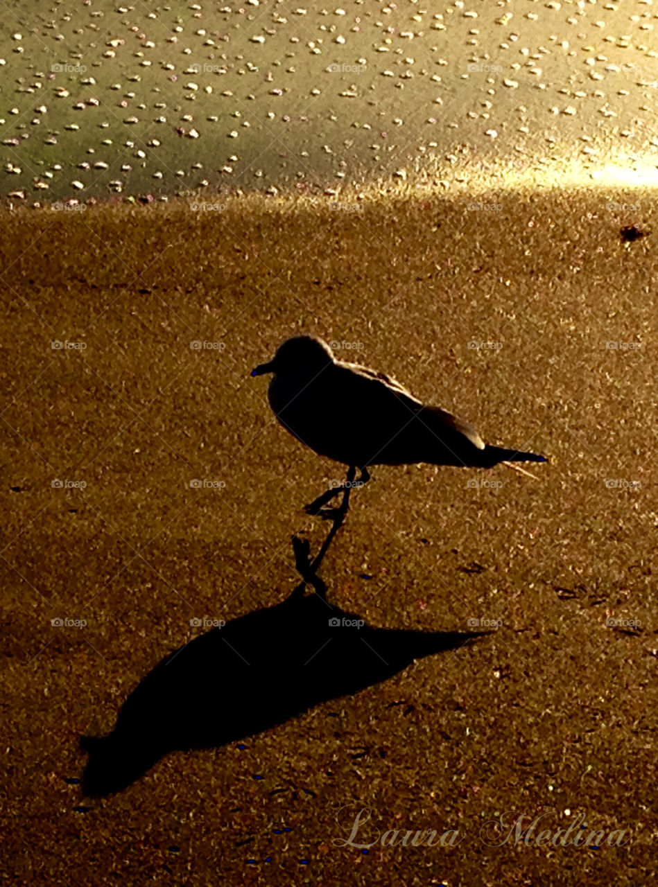This was taken during sunrise at Oceanridge FL  during  sunrise, I was able to capture seagull and its shadow 