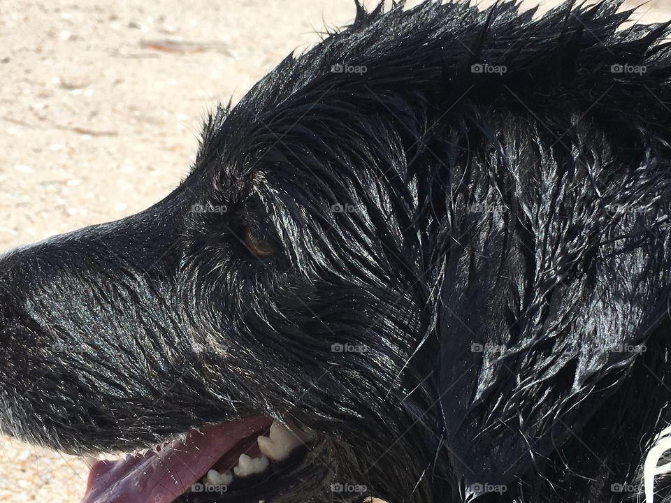 Side view head shot wet border collie on beach at ocean 