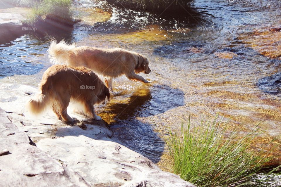 Golden retriever couple on the river