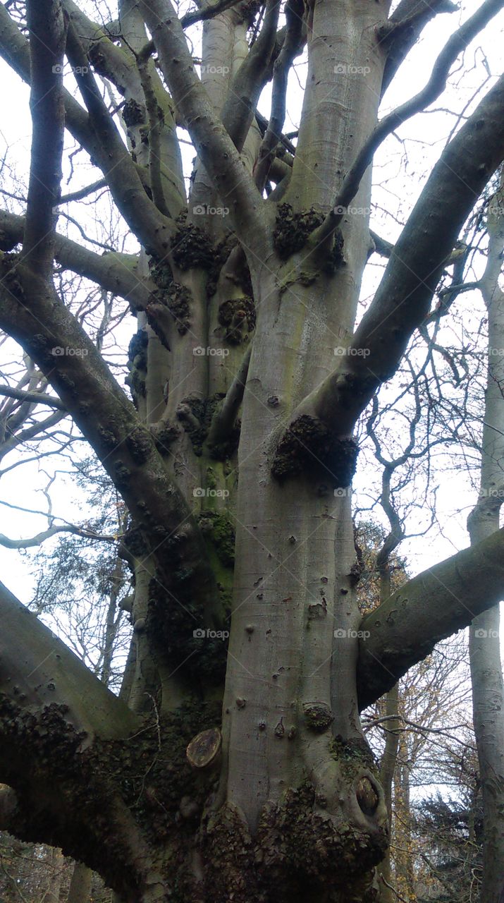 the big tree of life