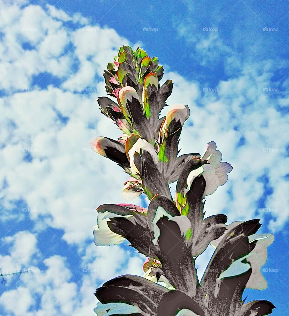 a different take on viewing a flower