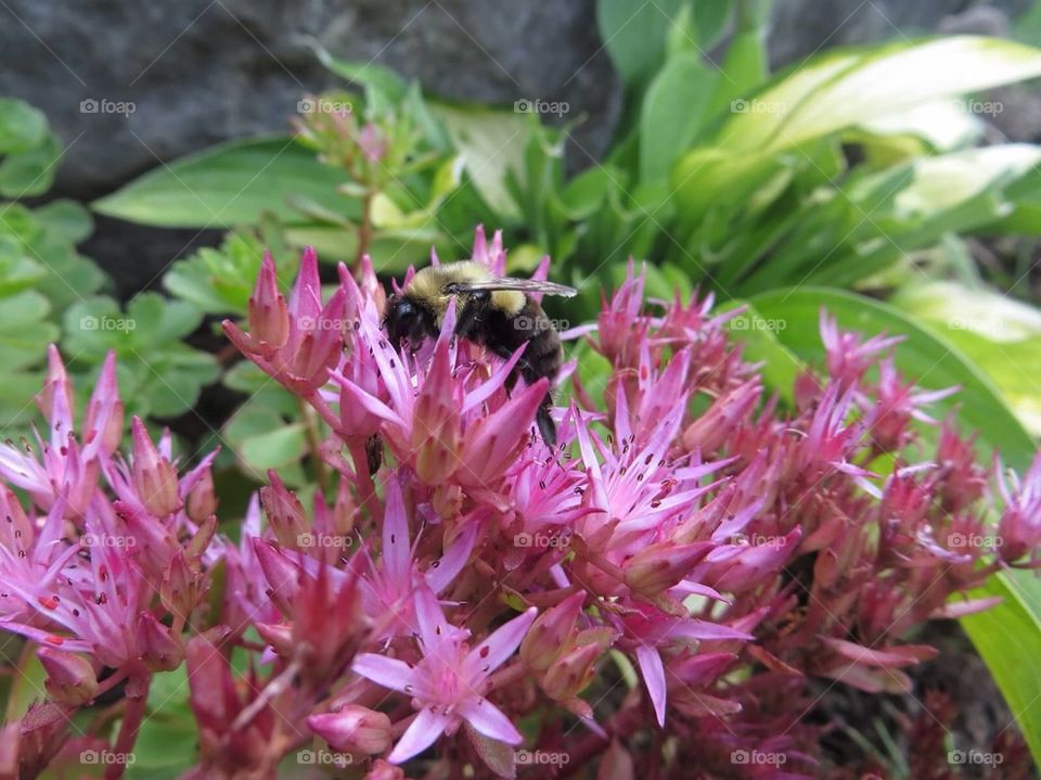 Bumble bee in flowers