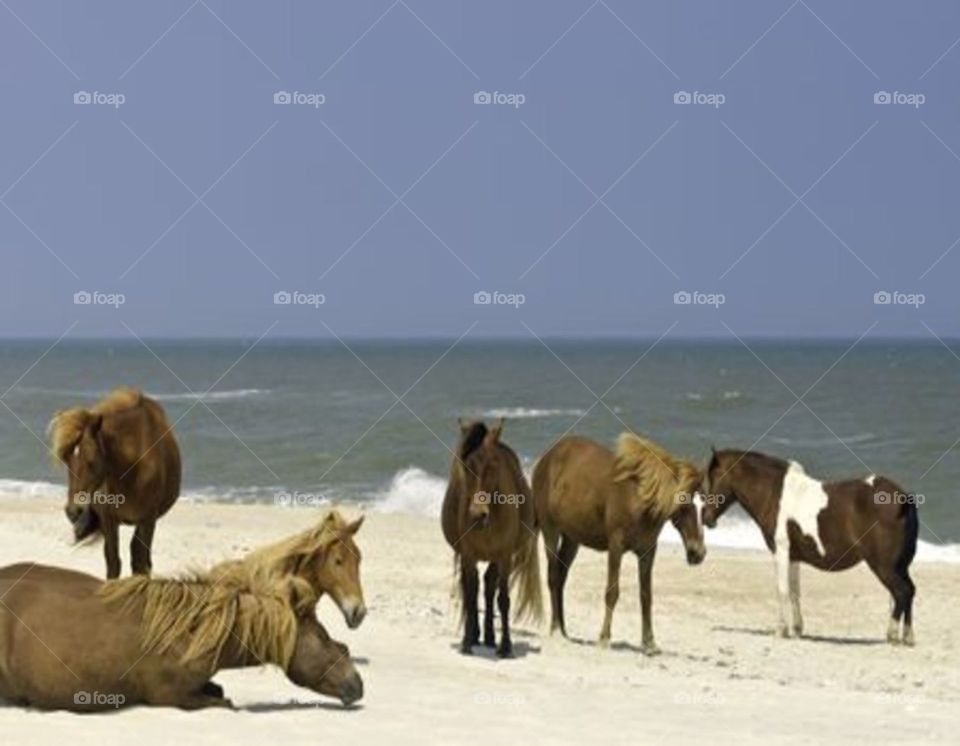 Small herd of wild horses on beach