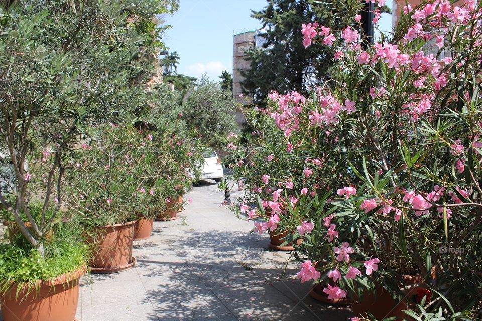 Rows of pink flowers in Istanbul old city center area, Turkey. 
