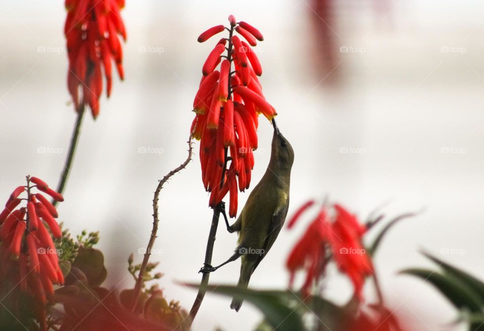 Sunbird on an aloe flower