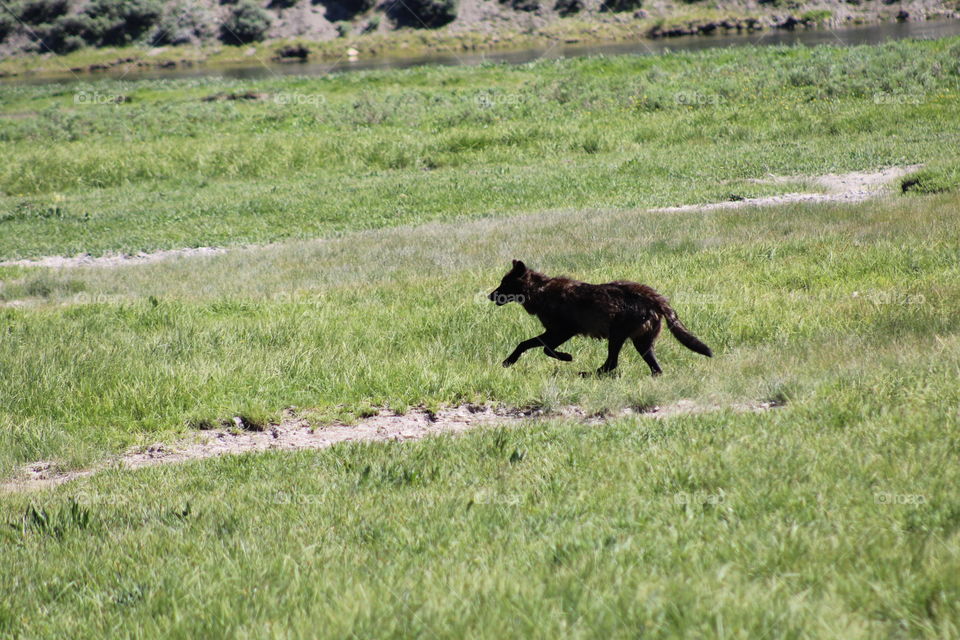 Black wolf wild wildlife animal dangerous Beautiful running tall grass Green animals wolves 