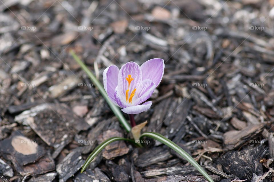 Crocus