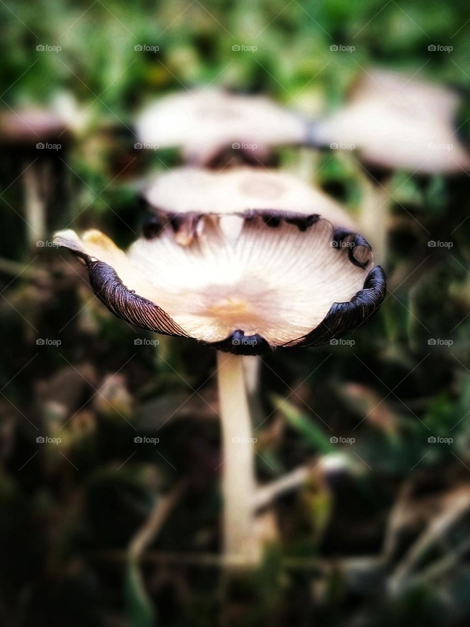 Inky Cap Mushroom