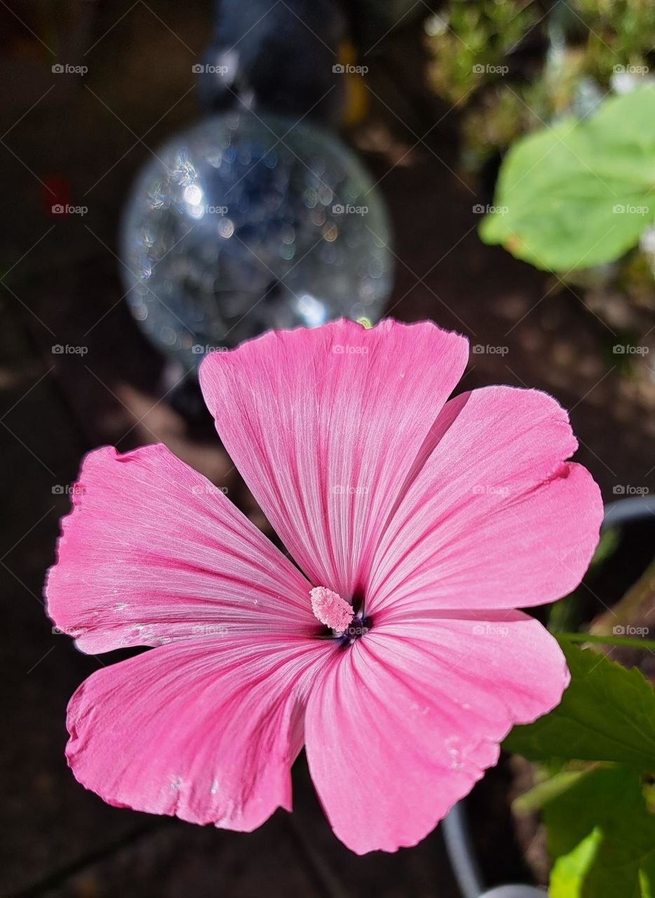 barbie pink flower growing in the garden