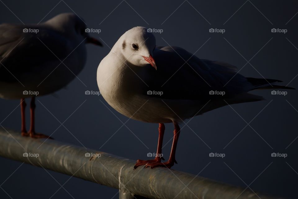 Seagulls perching on bridge railing