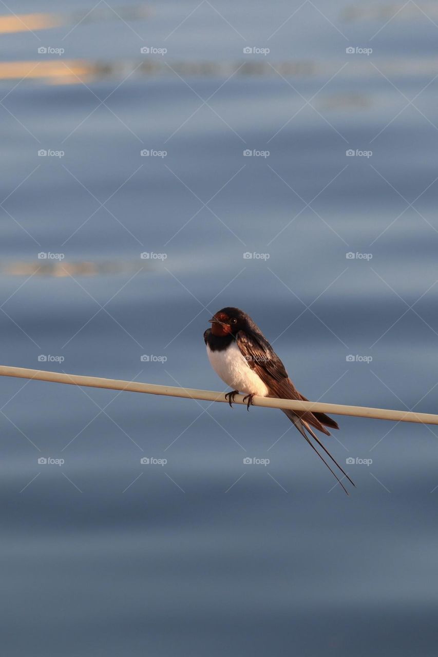 Eine Rauchschwalbe vor spiegelglattem, blauem Wasser – maritimes Stillleben.