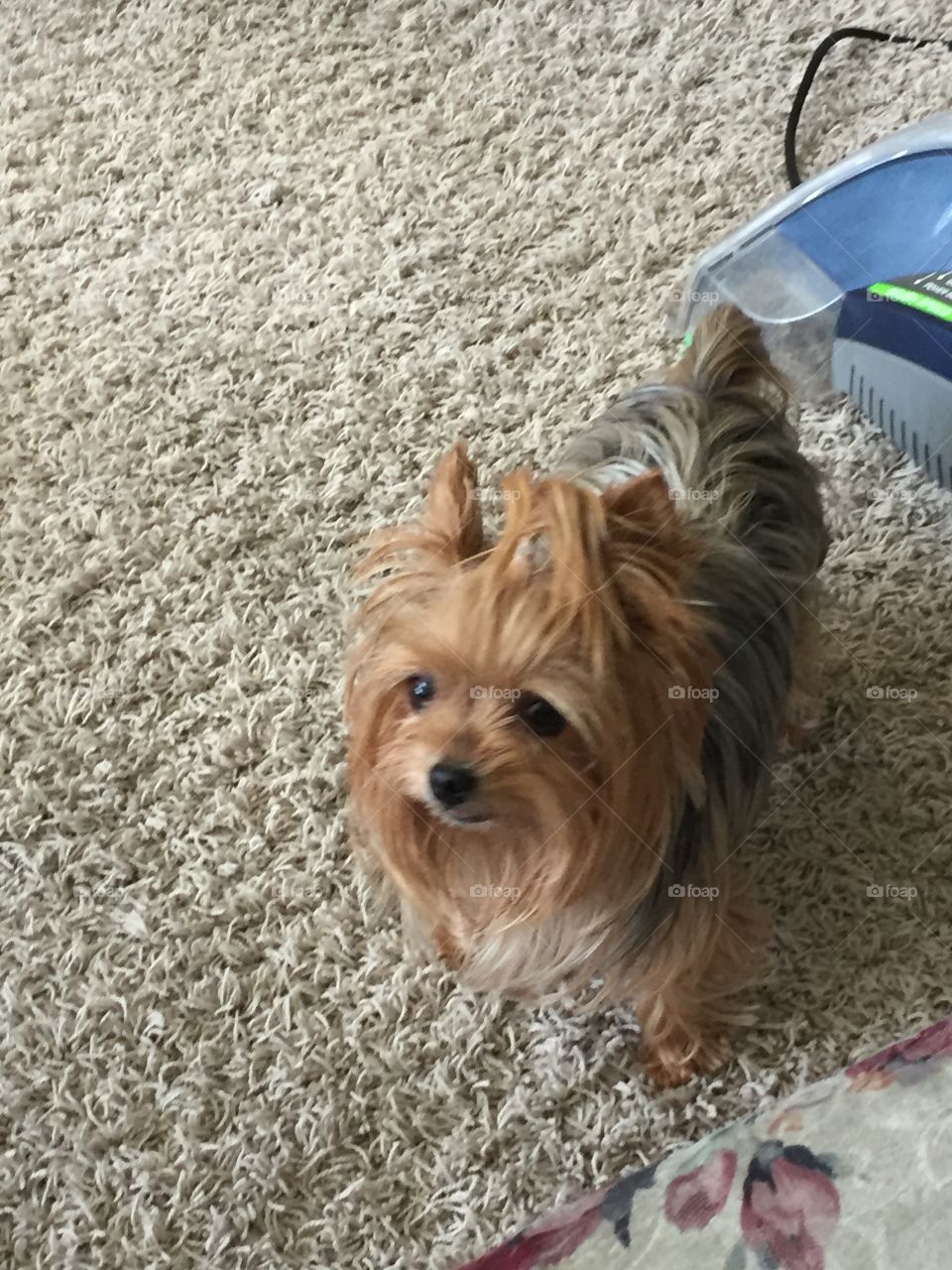 Miniature Yorkie Close-Up. 80’s Hair-Ponytail. 