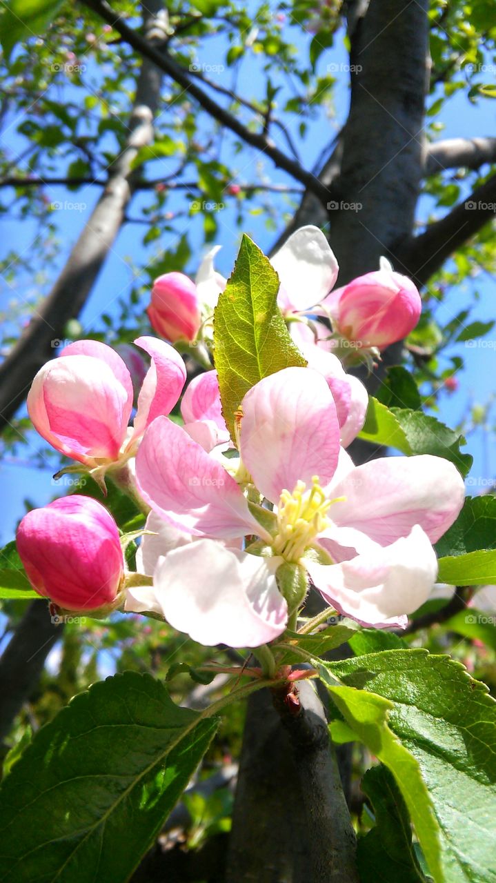 Nature, Tree, Flower, Branch, Leaf